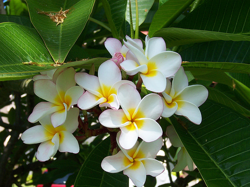 Plumeria (Frangipane)